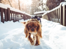 Mały, Zima, Most, Pies, Śnieg