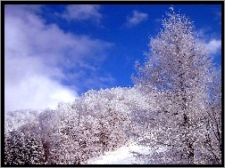 Zima, Drzewa, Niebo, Śnieg