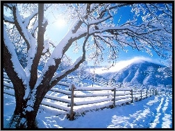 Śnieg, Zima, Drzewo