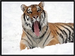 Śnieg, Zima, Tygrys