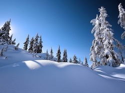 Świerki, Śnieg, Zima, Wzgórze