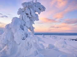 Śnieg, Ośnieżone, Zima, Drzewo