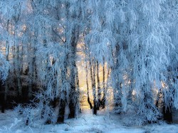 Śnieg, Oszronione, Drzewa, Zima, Gałęzie