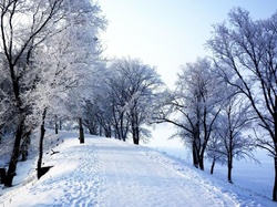 Zima, Omrożone, Droga, Park, Drzewa
