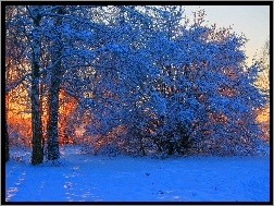 Zima, Przebijające, Drzewa, Pola, Światło