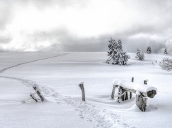 Ścieżka, Pole, Śnieg, Zima, Drzewa