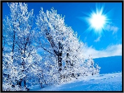 Zima, Słońca, Promienie, Drzewa