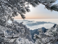 Prowincja Anhui, Wschód słońca, Zima, Góry Huang Shan, Gałęzie, Drzewa, Sosna, Mgła, Chiny, Oszronione