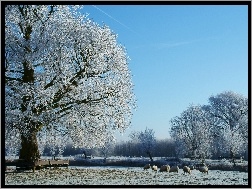 Zima, Drzewa, Rzeka, Owce