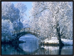 Zima, Most, Rzeka, Drzewa