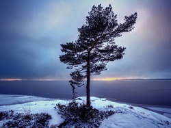 Zima, Drzewo, Samotne, Wybrzeże
