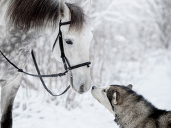 Zima, Pies, Koń, Siberian husky