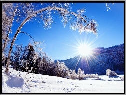 Słońce, Zima, Drzewa