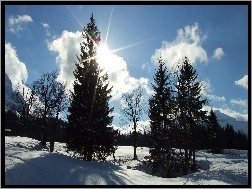 Zima, Śnieg, Słońce, Drzewa