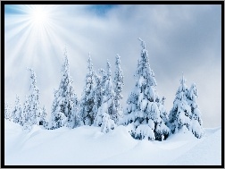 Zima, Drzewa, Ośnieżone, Słońce, Śnieg