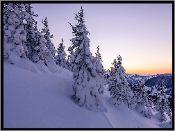 Zima, Świerki, Śnieg, Góry, Szwajcaria, Drzewa