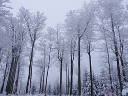 Zima, Las, Drzewa, Wysokie, Mgła
