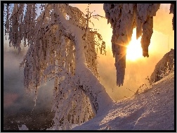 Zima, Słońca, Zachód, Drzewa