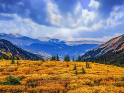 Niebo, Chmury, Kolorado, Góry, Polana, Guanella Pass Summit, Stany Zjednoczone, Drzewa, Las