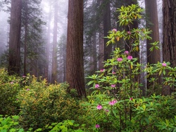 Sekwoje, Park Narodowy Redwood, Różanecznik, Stany Zjednoczone, Mgła, Krzewy, Kalifornia, Drzewa