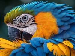 Niebiesko-żółta, Papuga, Ara, Głowa