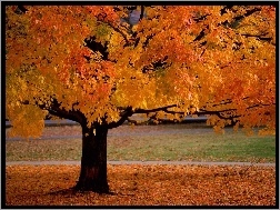żółte Liście, Jesień, Drzewo