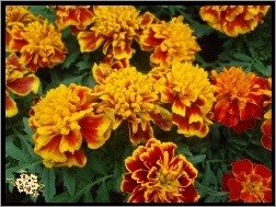Pomarańczowo-żółte, Aksamitki