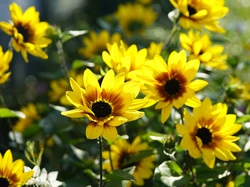 Żółte, Kwiaty, Rozświetlone