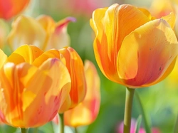 Żółte, Tulipany, Zbliżenie