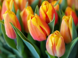 Tulipany, Żółto-czerwone, Liście, Zbliżenie