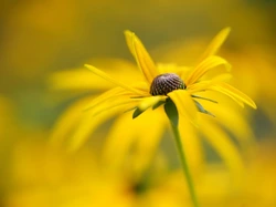 Rozmyte, Żółty, Kwiat, Tło, Rudbekia