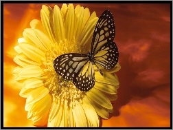 Motyl, Zółty, Kwiat
