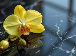 Żółty, Storczyk, Pąk