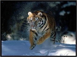 Śnieg, Biegnący, Tygrys