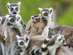 Zwierzęta, Lemury