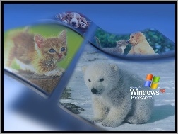 Zwierzęta, Windows, Operacyjny, System, Xp