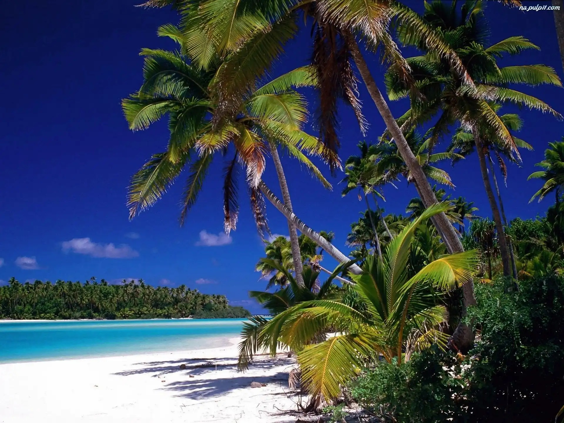 Antyle, Plaża, Dżungla, Barbados, Małe, Morze