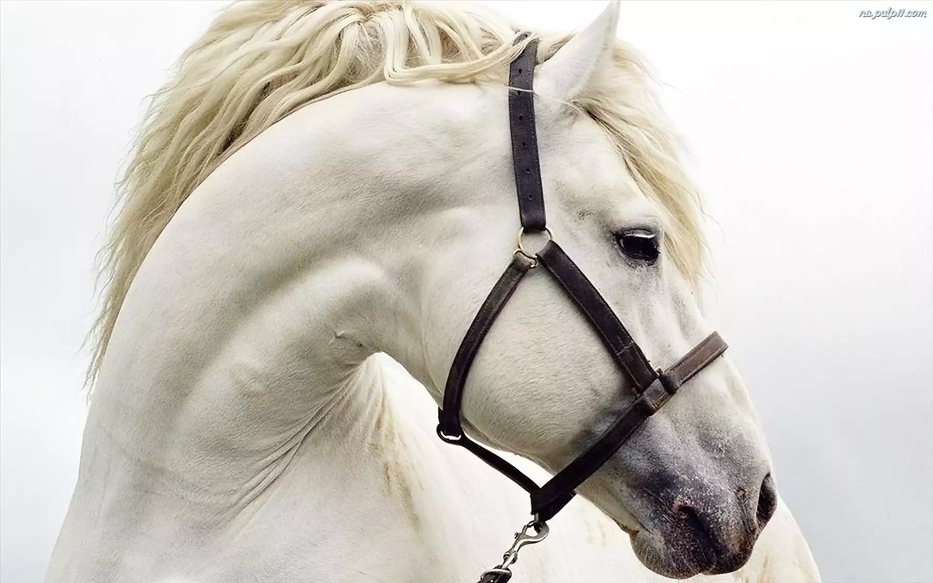 Uzda, Biały, Koń