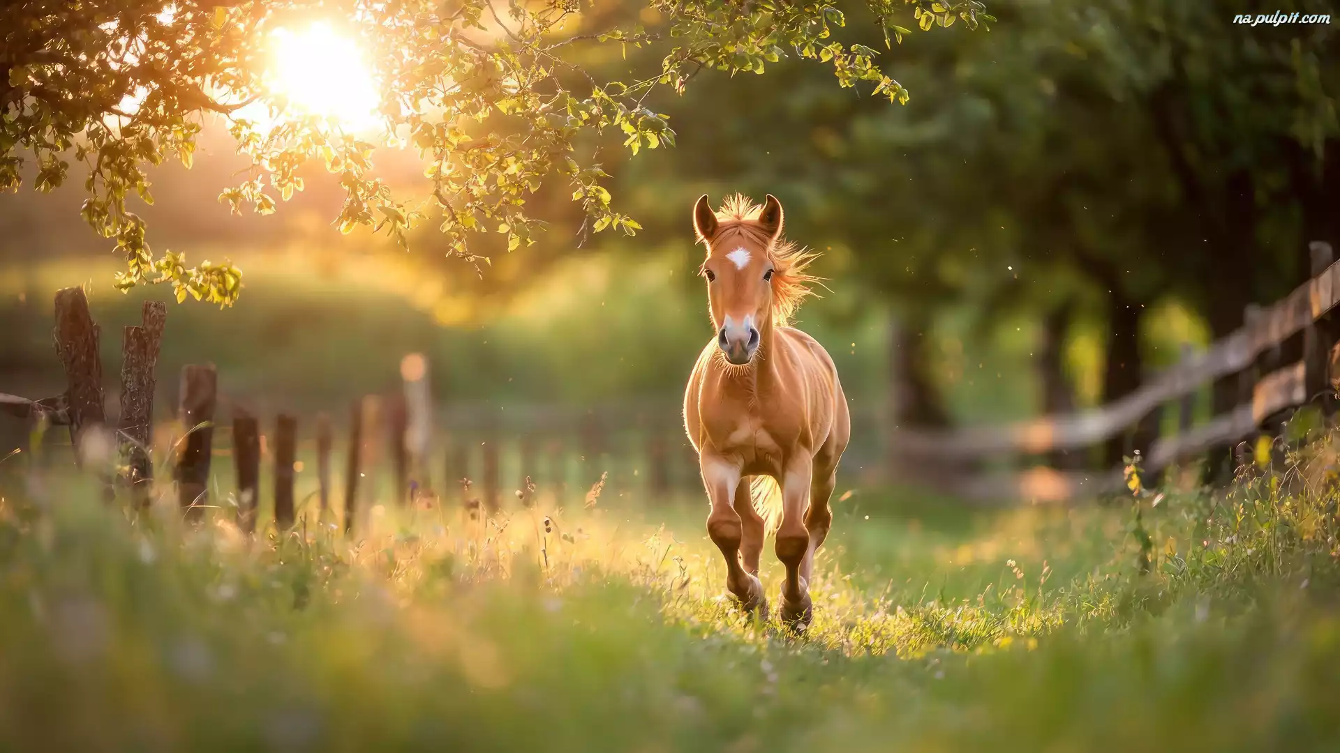 Galop, Koń, Trawa, Ogrodzenie, Maść kasztanowata, Słoneczny blask