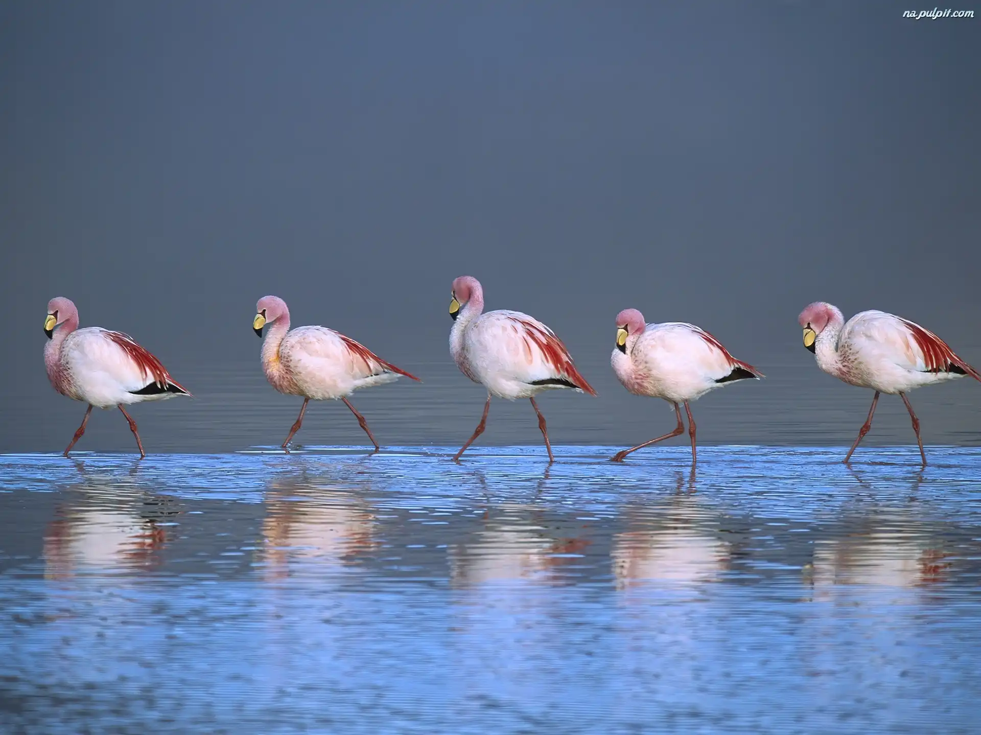 Boliwia, Brodzące, Flamingi, Laguna