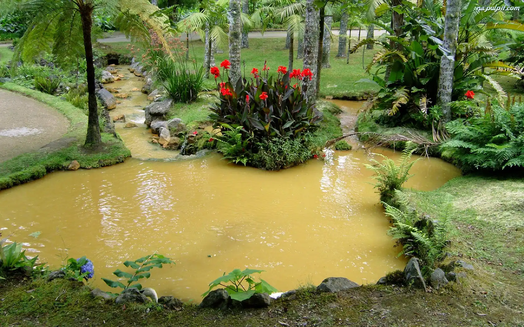 Botaniczny, Kwiaty, Staw, Ogród