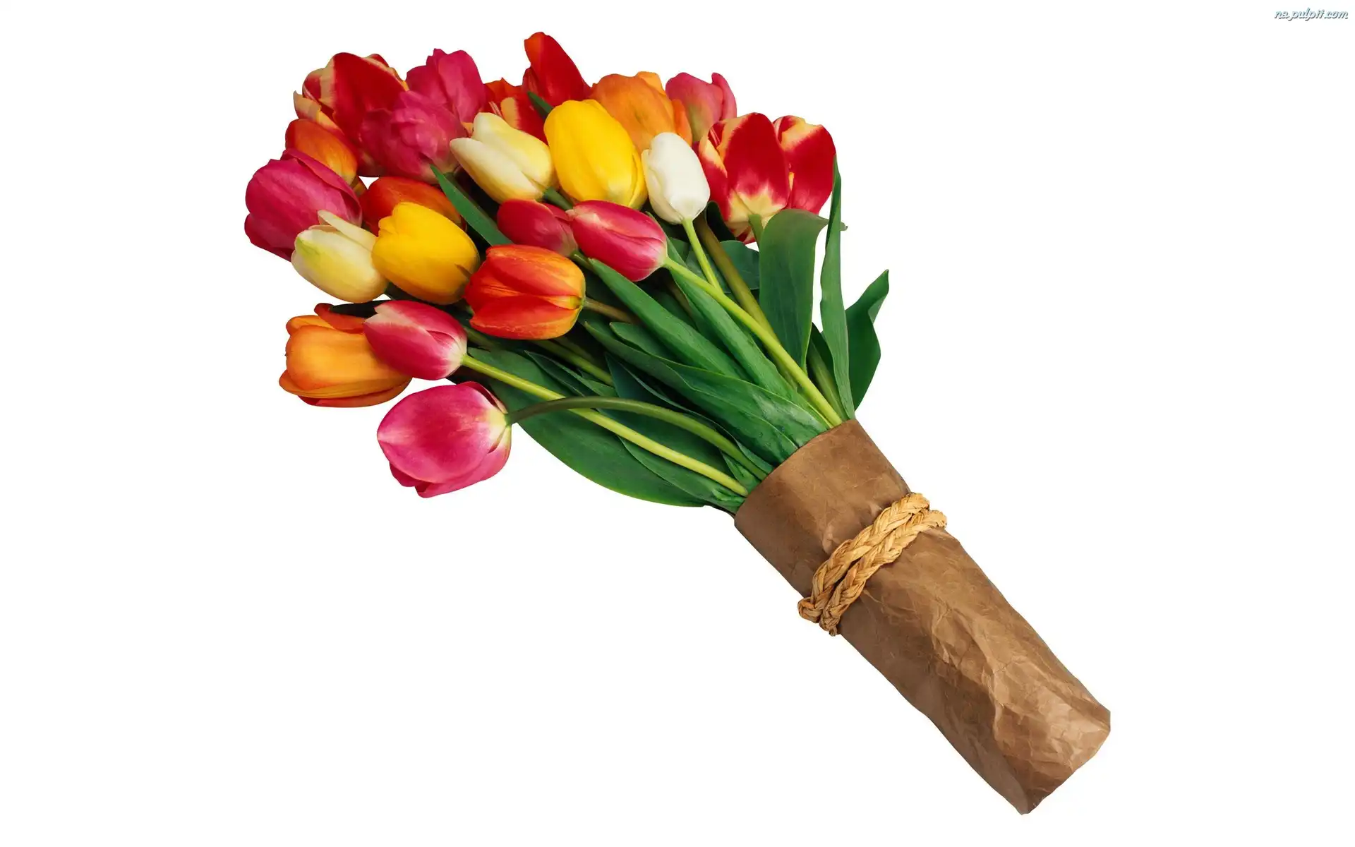 Tulipanów, Bukiet, Różnokolorowych