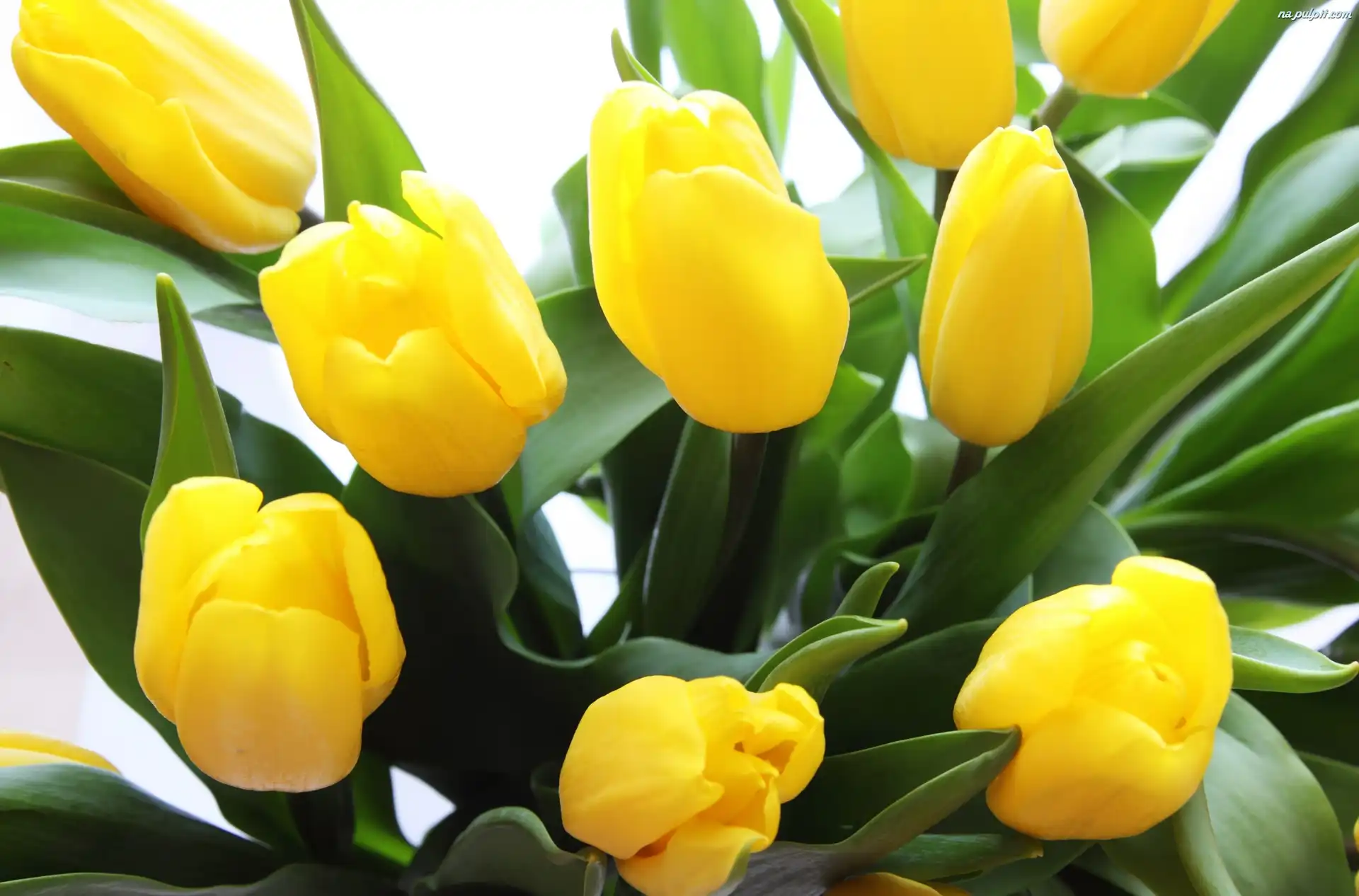 Tulipany, Bukiet, Żółte