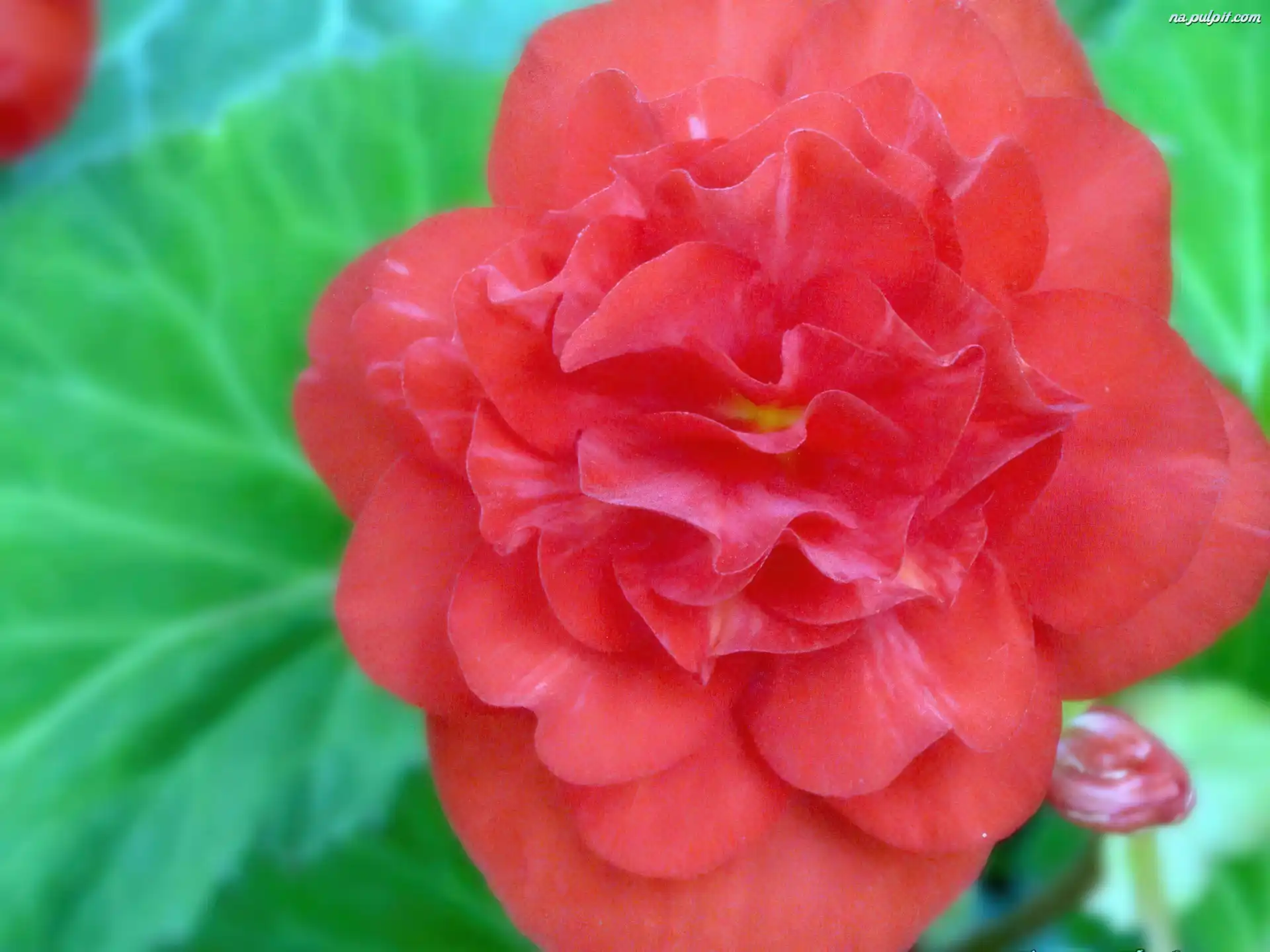 chińska, hibiskus, Kwiat, róża