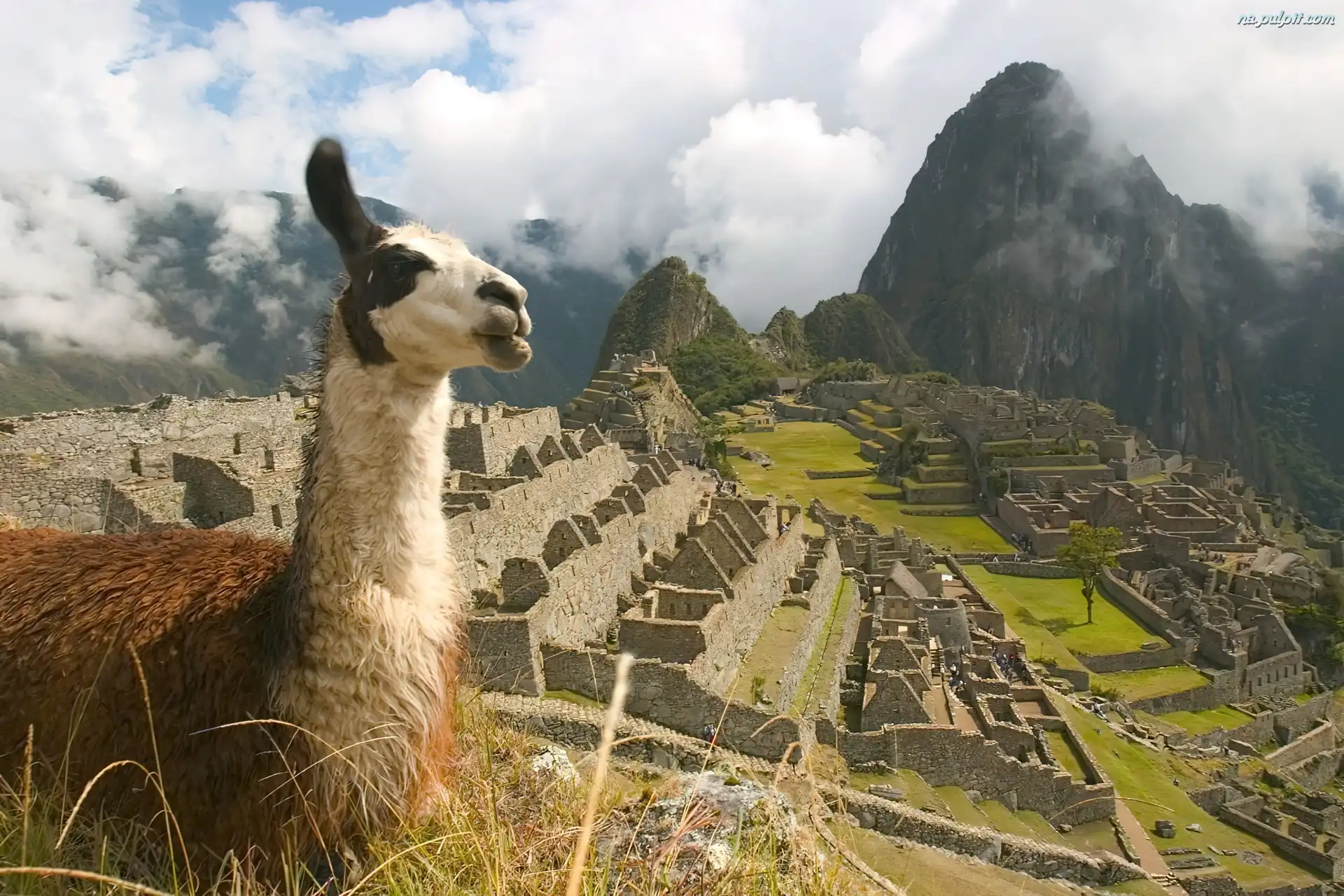 Chmury, Machu Picchu, Lama