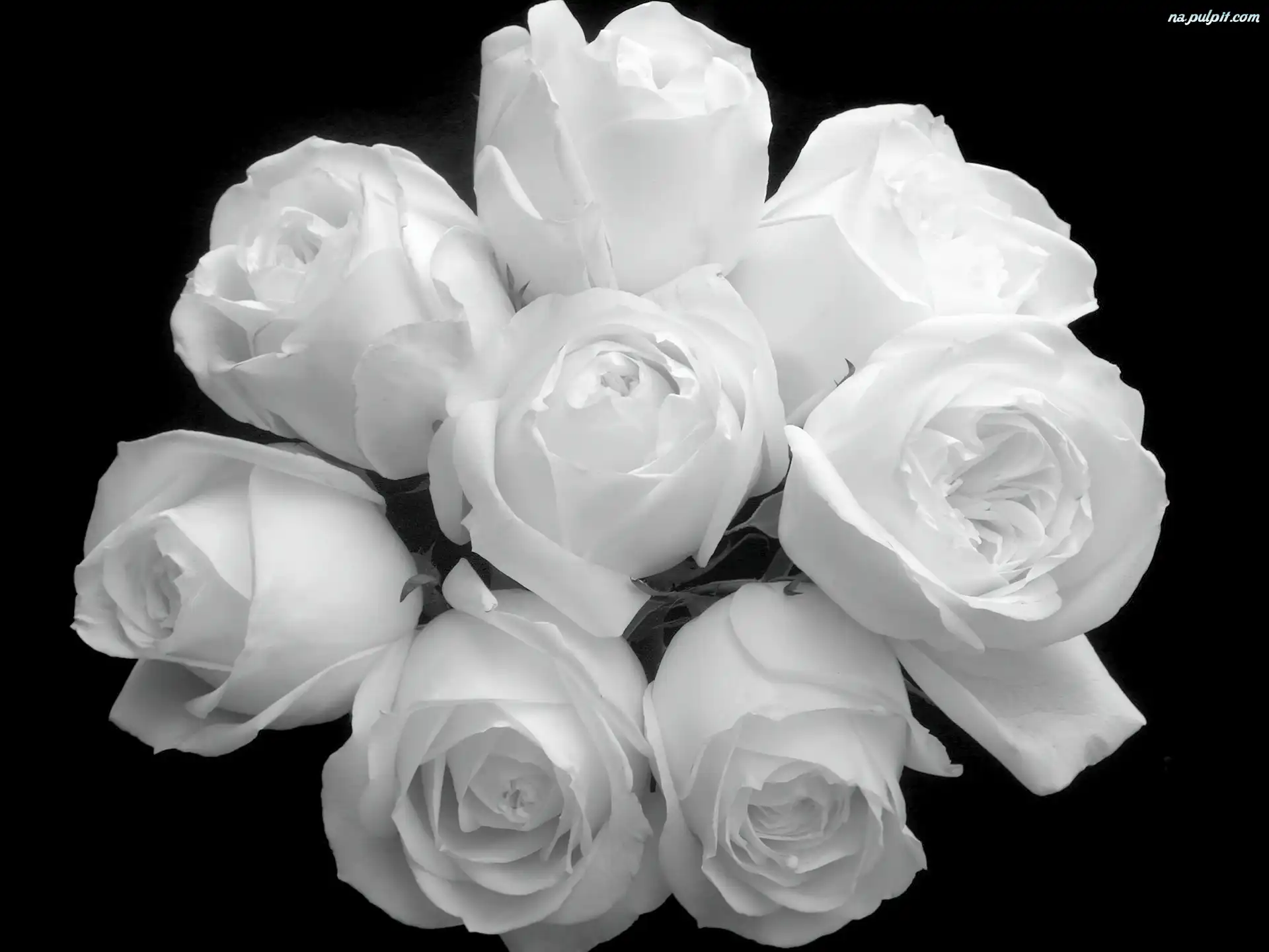 Czarno-Białe, Bukiet, Róże