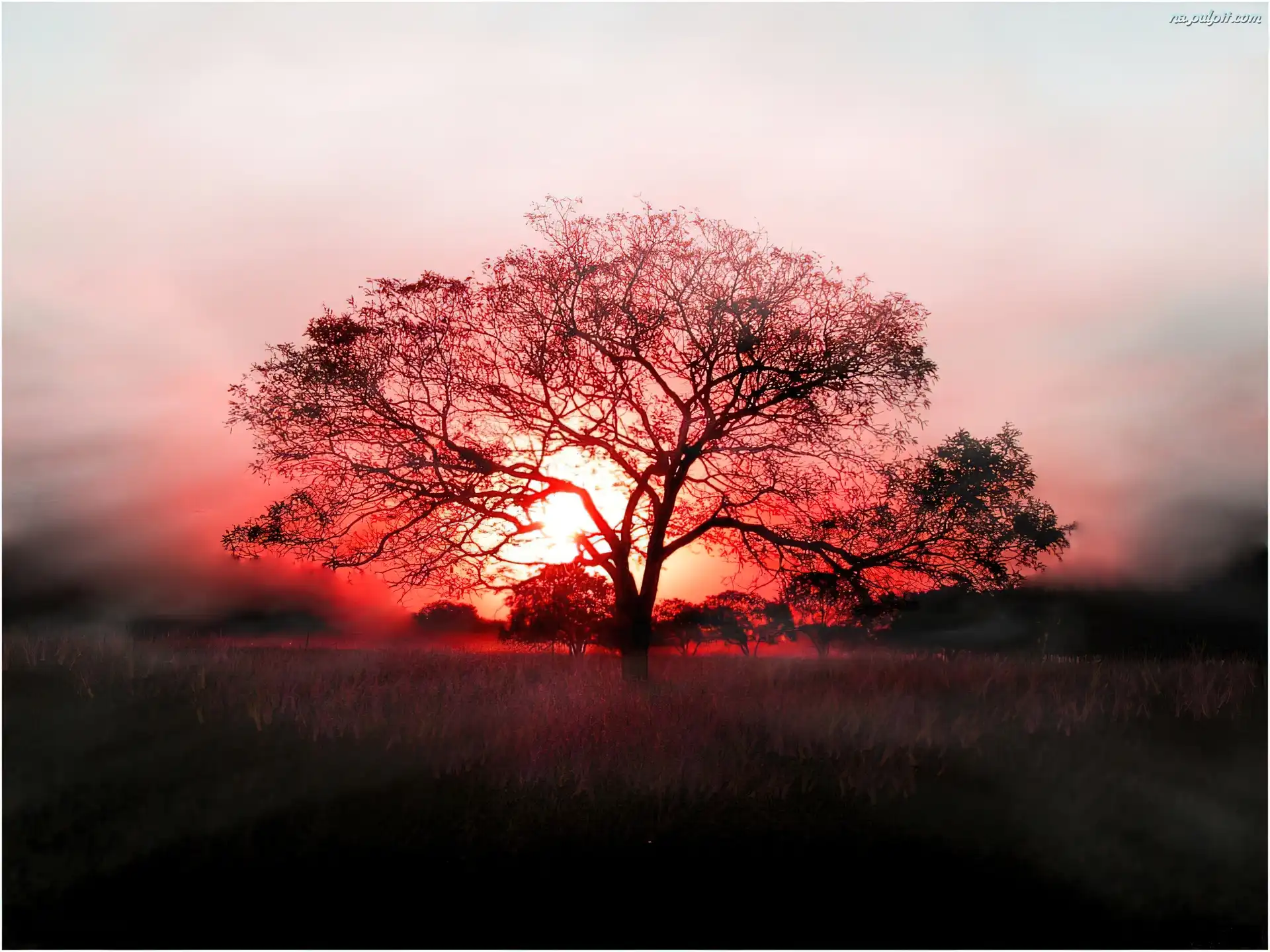 Drzewo, Czerwone, Słońce