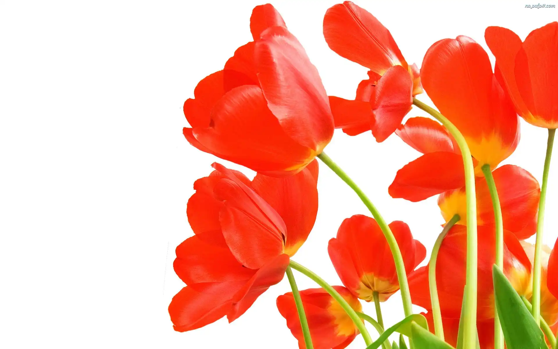 Tulipany, Czerwone, Rozwinięte