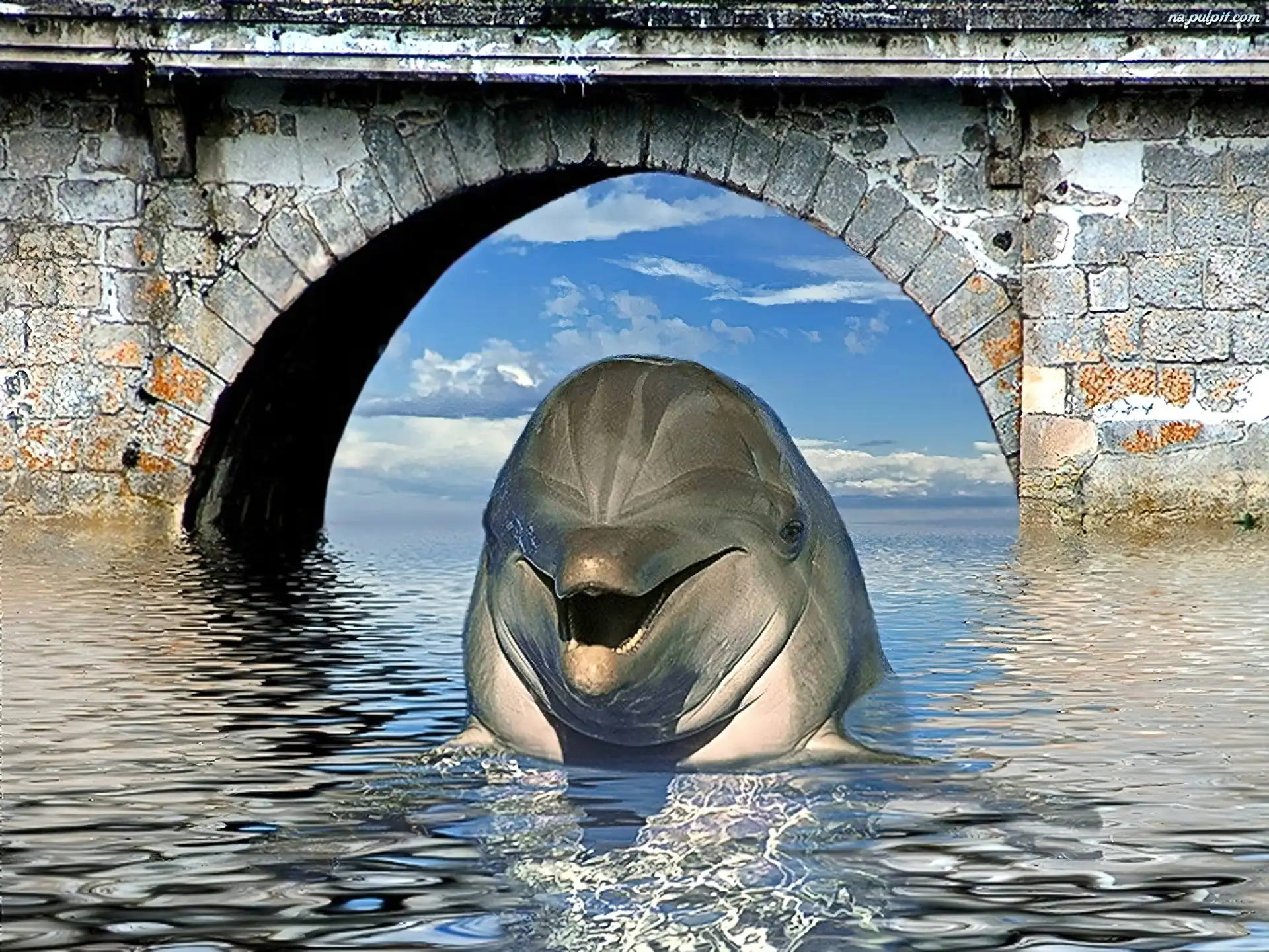 Most, Delfin, Woda