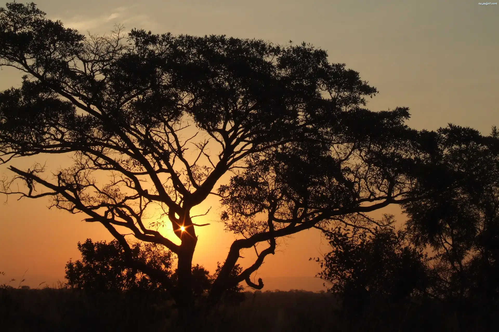 Drzewa, Zachód, Afrykański, Słońca